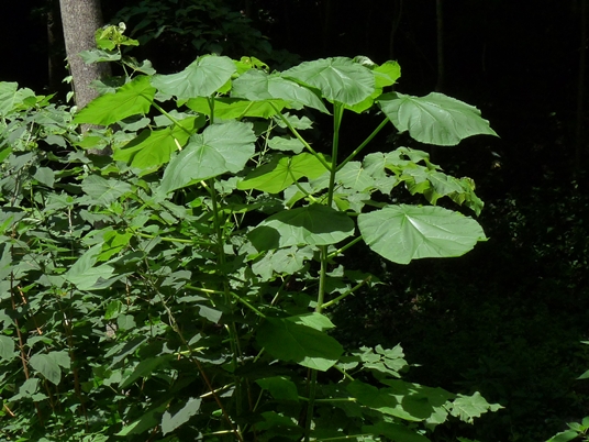 {Paulownia tomentosa}